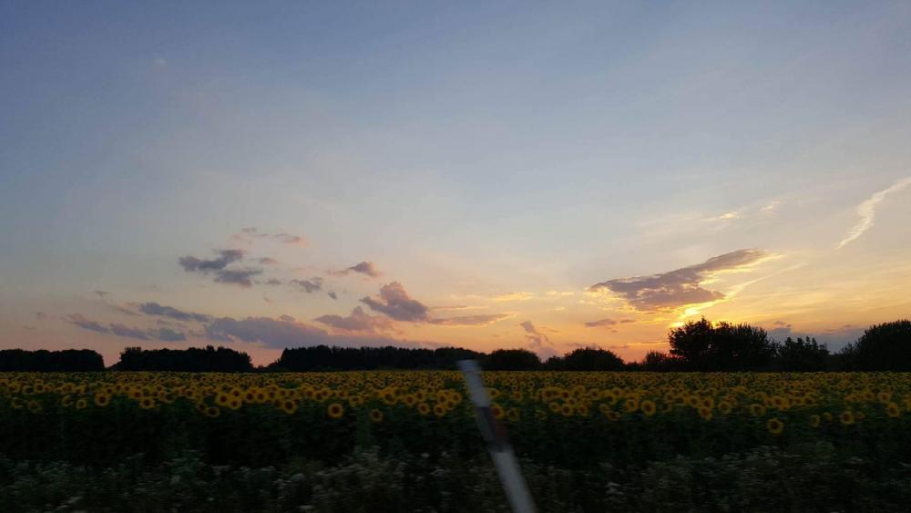 Sunset Over a Field of Sunflowers wallpaper
