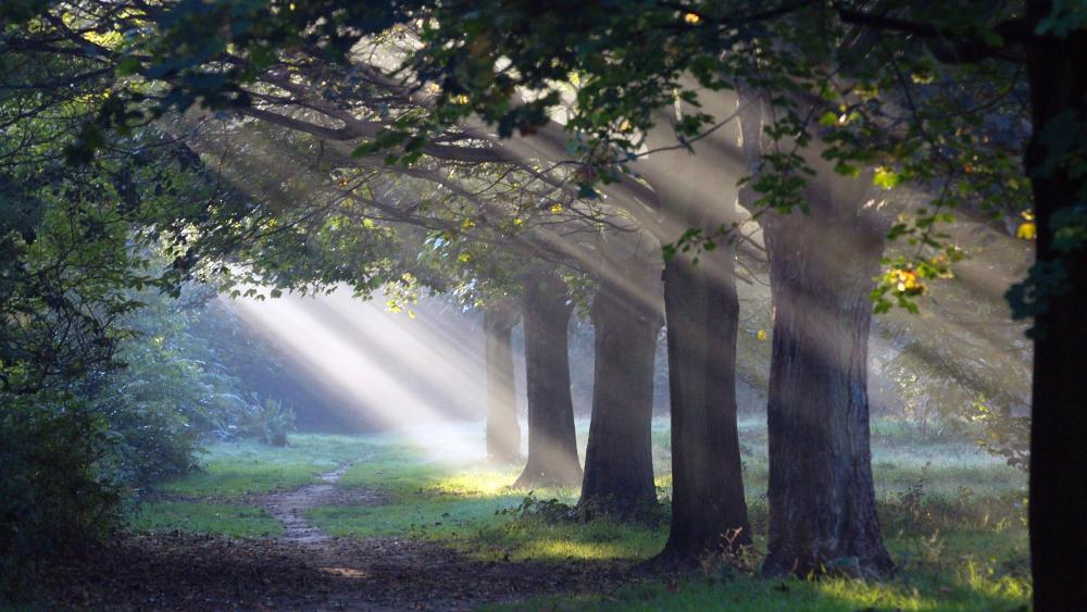 Forest path under the sunbeams wallpaper