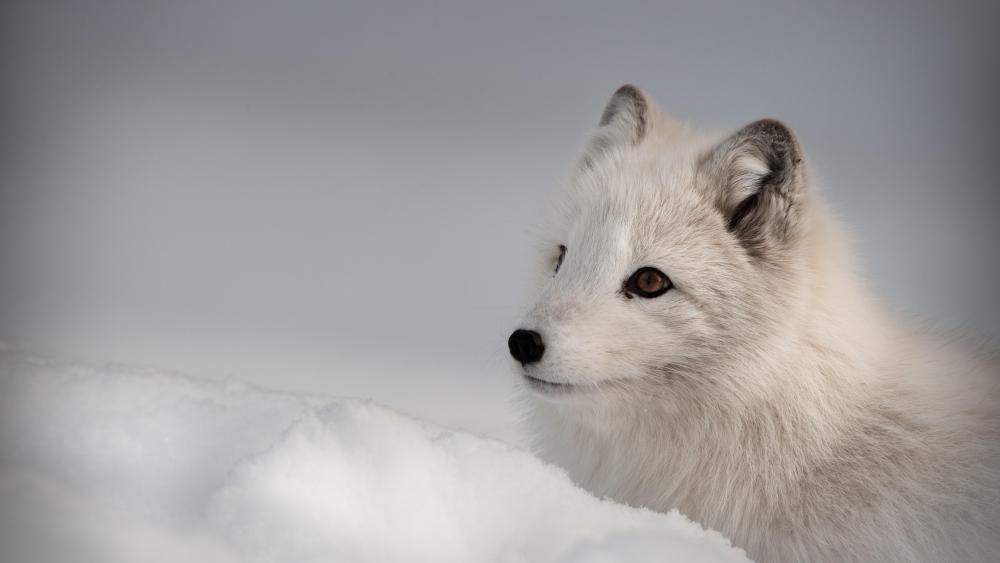 Arctic fox wallpaper