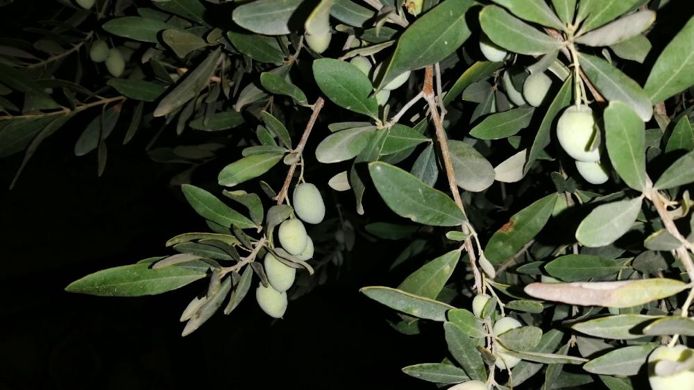 olive tree wallpaper