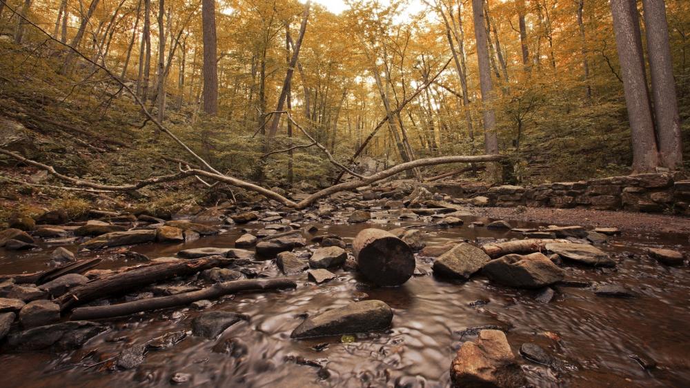 Serene Autumn Forest Landscape wallpaper