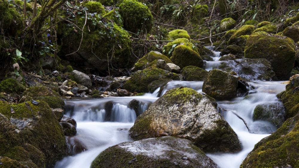 Serene Stream Flowing Through Lush Greenery wallpaper