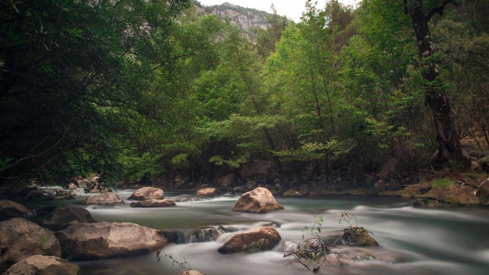 Serene Forest Stream Landscape wallpaper