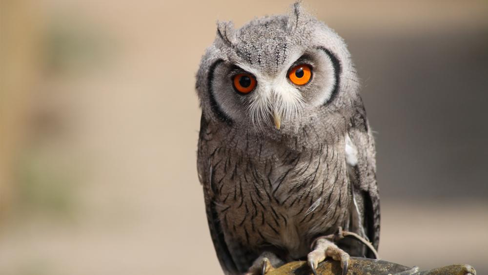 Majestic Owl with Piercing Orange Eyes wallpaper