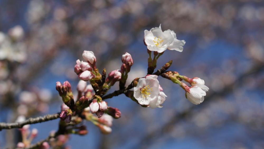 Spring Blossoms in 4K Detail wallpaper