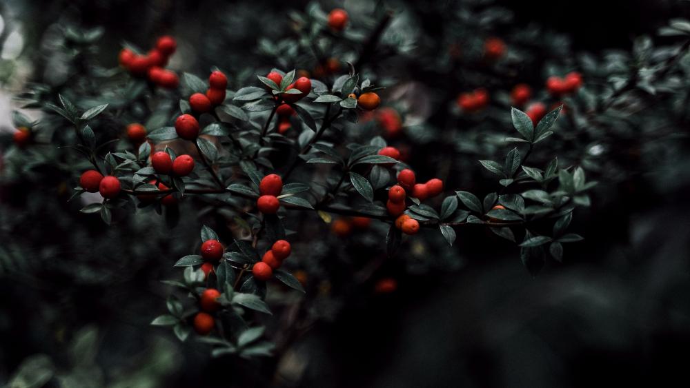 Crimson Berries Amidst Shadowy Foliage wallpaper