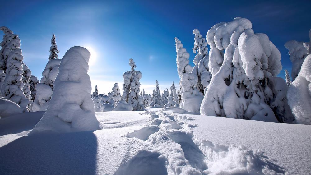 Lapland's Snowy pines wallpaper