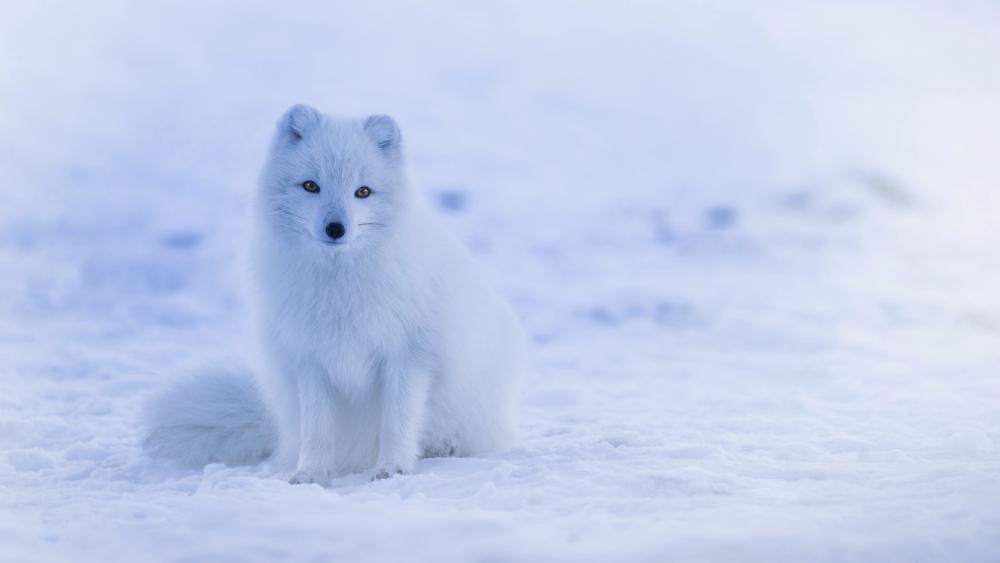 Arctic fox in the snow wallpaper