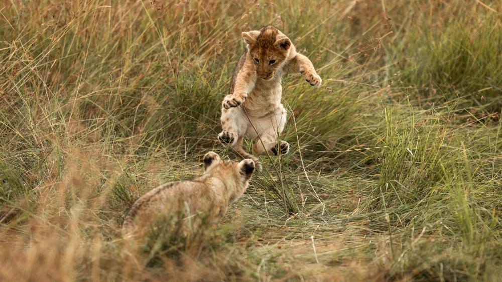 Lion cubs wallpaper