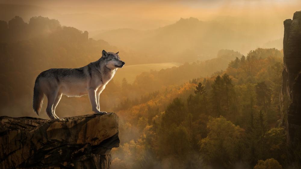 Majestic Wolf in Autumn's Dawn Light wallpaper