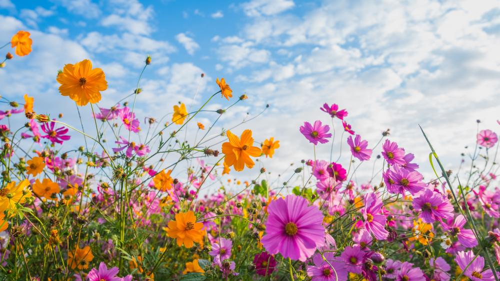 Flower field low angle view wallpaper