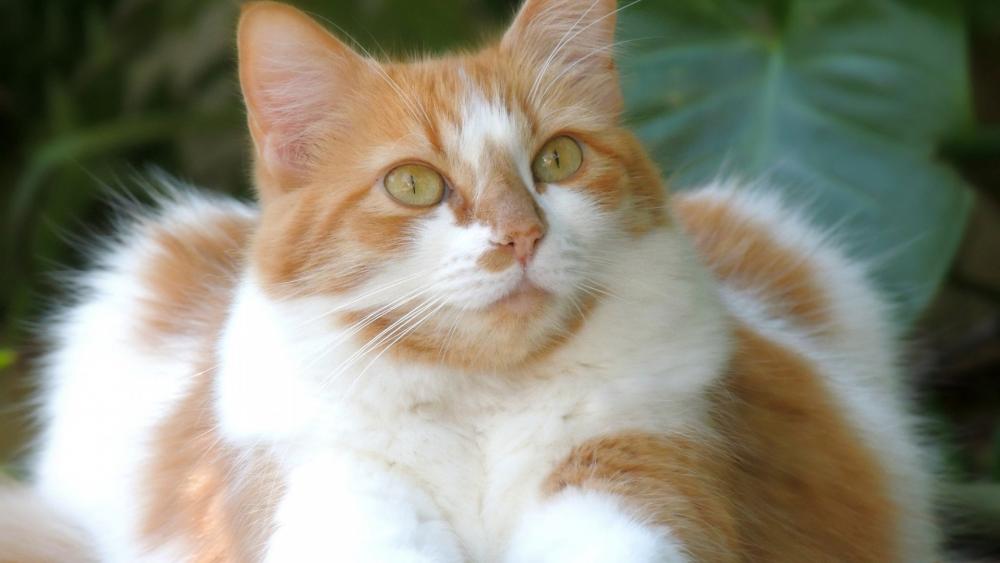 Charming Orange and White Cat Wallpaper wallpaper