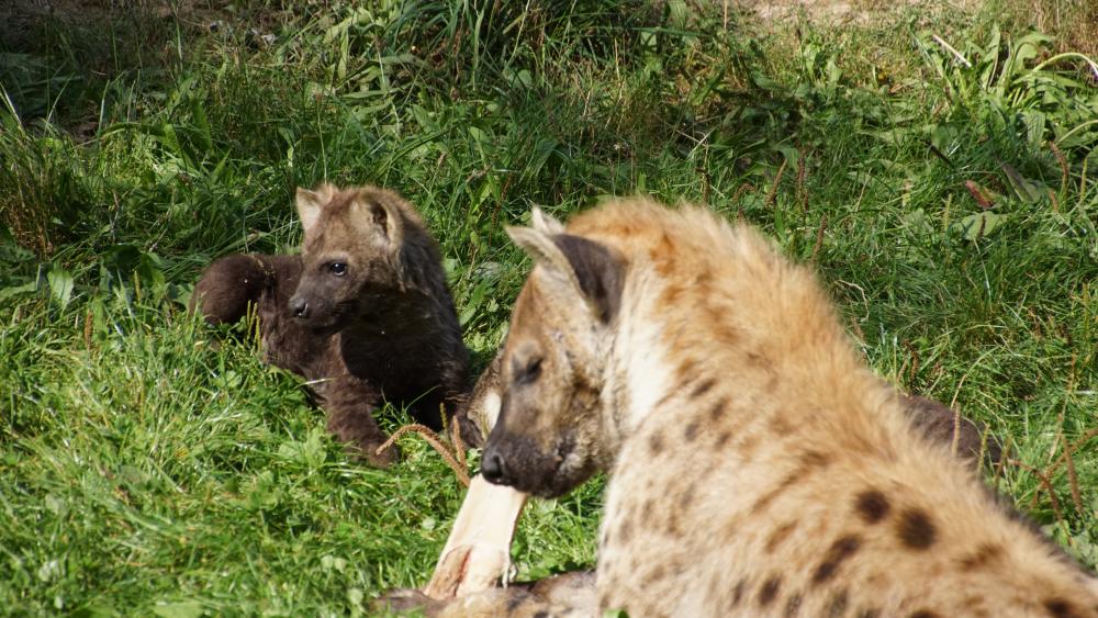 Hyena cub wallpaper