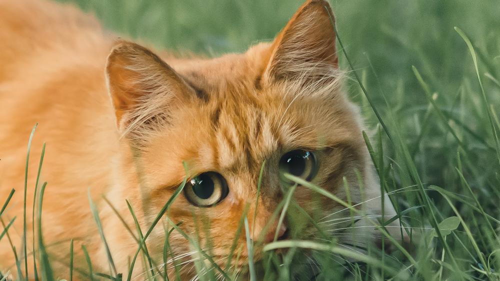 Red cat in the grass wallpaper