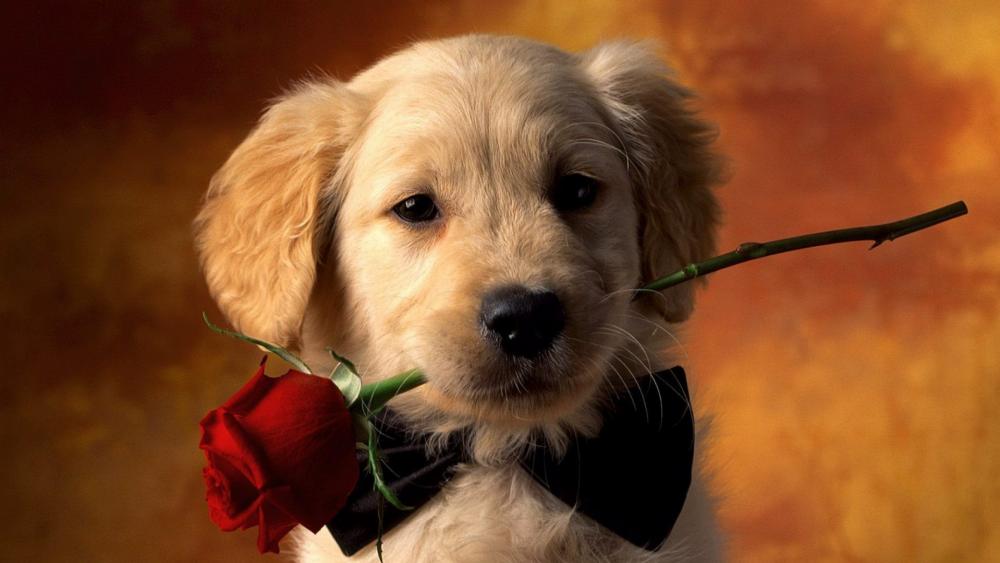 Puppy Love with a Red Rose wallpaper
