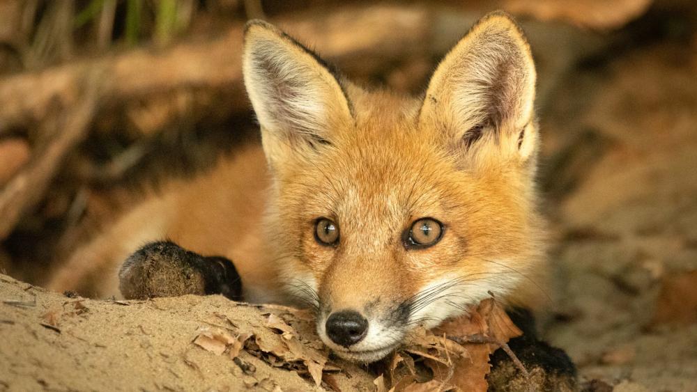 Curious Red Fox in Nature's Embrace wallpaper