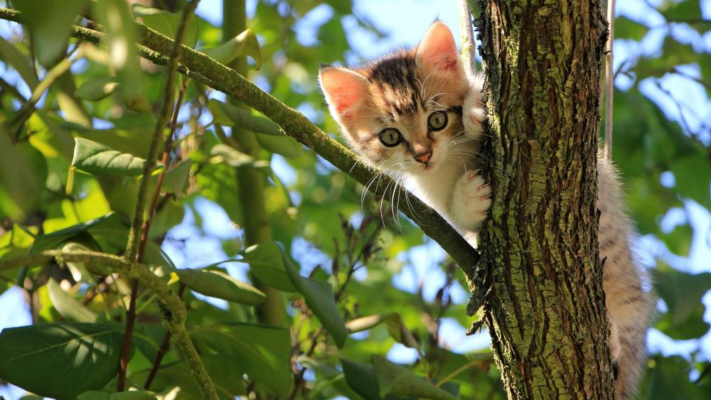 Kitten climbs on a tree wallpaper