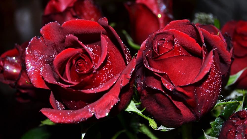 Red Roses with Dew Drops wallpaper