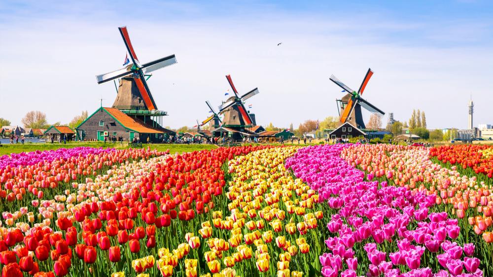 A tulip farm near to Amsterdam wallpaper