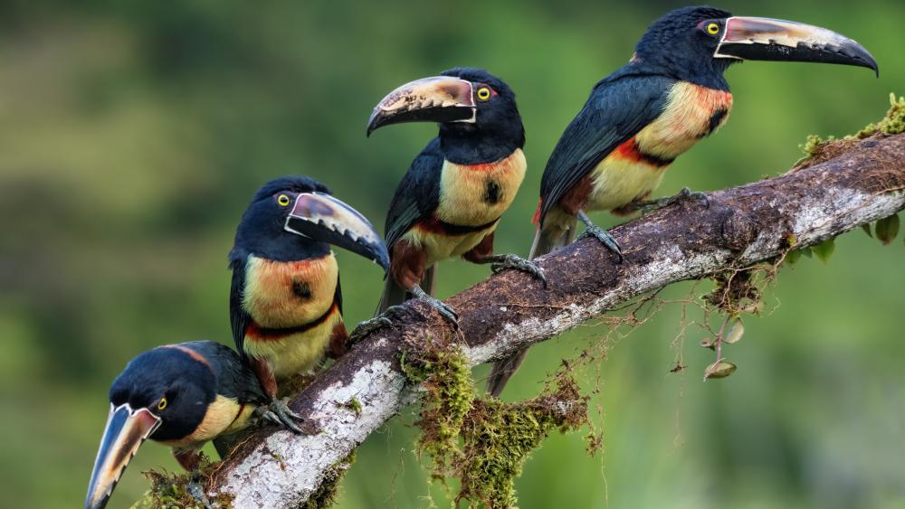 Toucans on a branch wallpaper