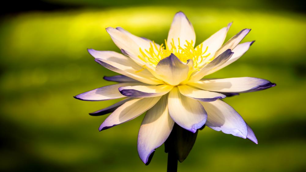 Water-Lily ( nymphaea) wallpaper