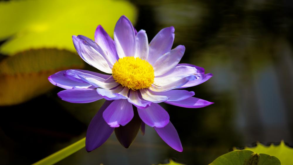 Water Lily (nymphaea) wallpaper