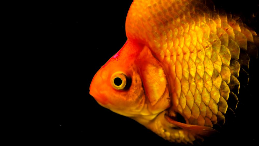 Ryukin goldfish Close-up wallpaper