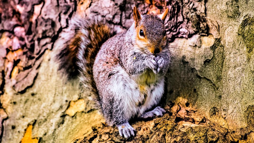 Squirrel on a tree bark wallpaper