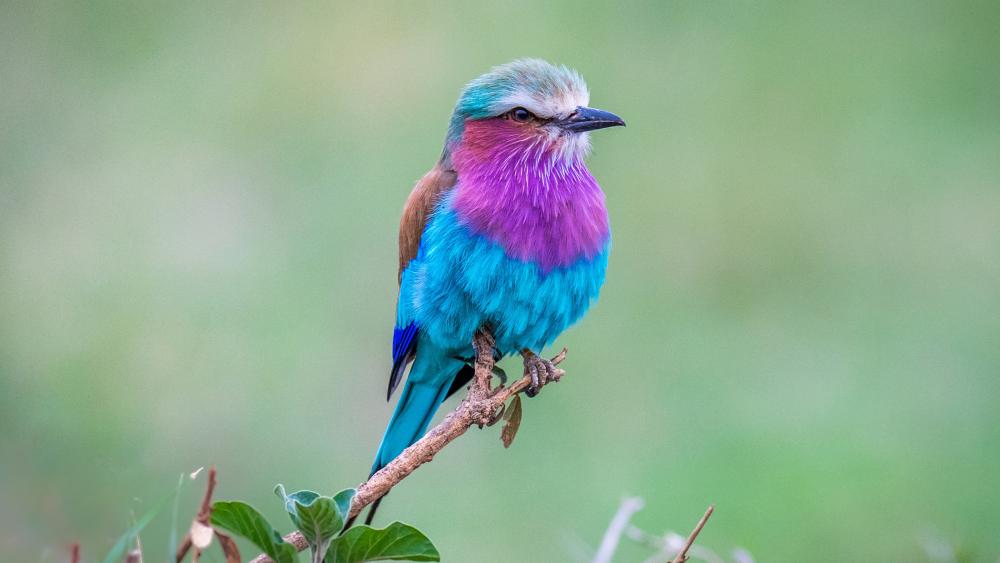 Lilac-breasted roller wallpaper