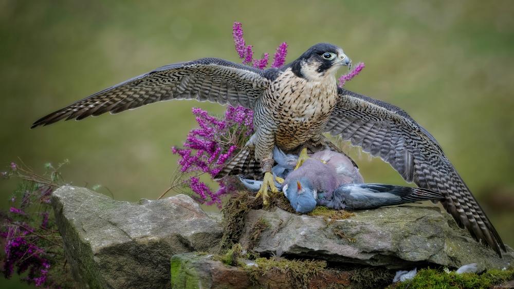 Peregrine falcon wallpaper