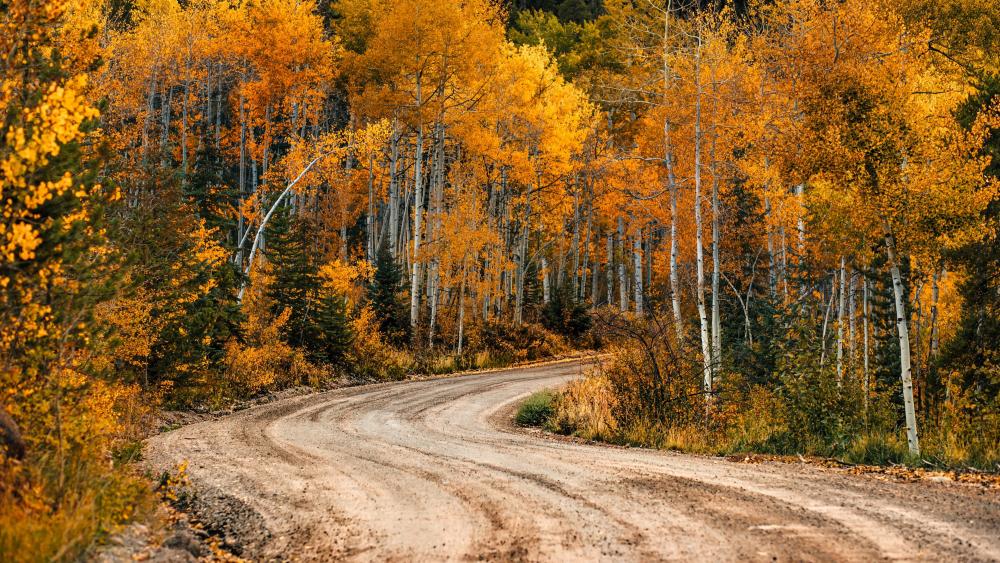 Autumn Wanderlust in Golden Forest wallpaper