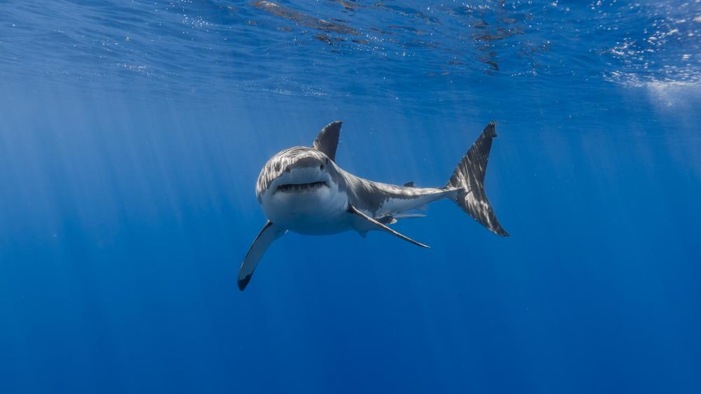 Shark's Tranquil Underwater Glide wallpaper