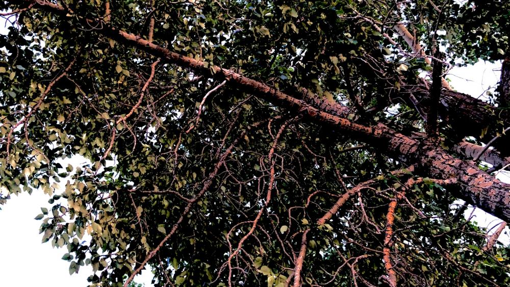 Tilted Tree wallpaper