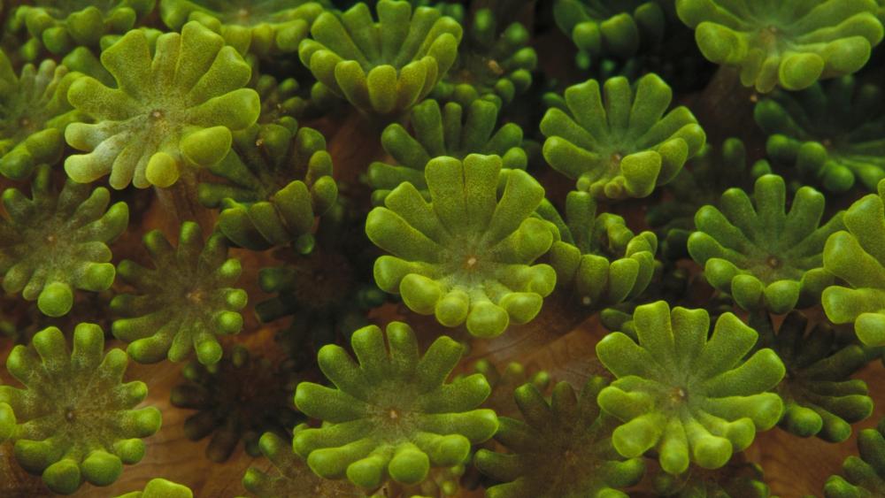 Green algae wallpaper