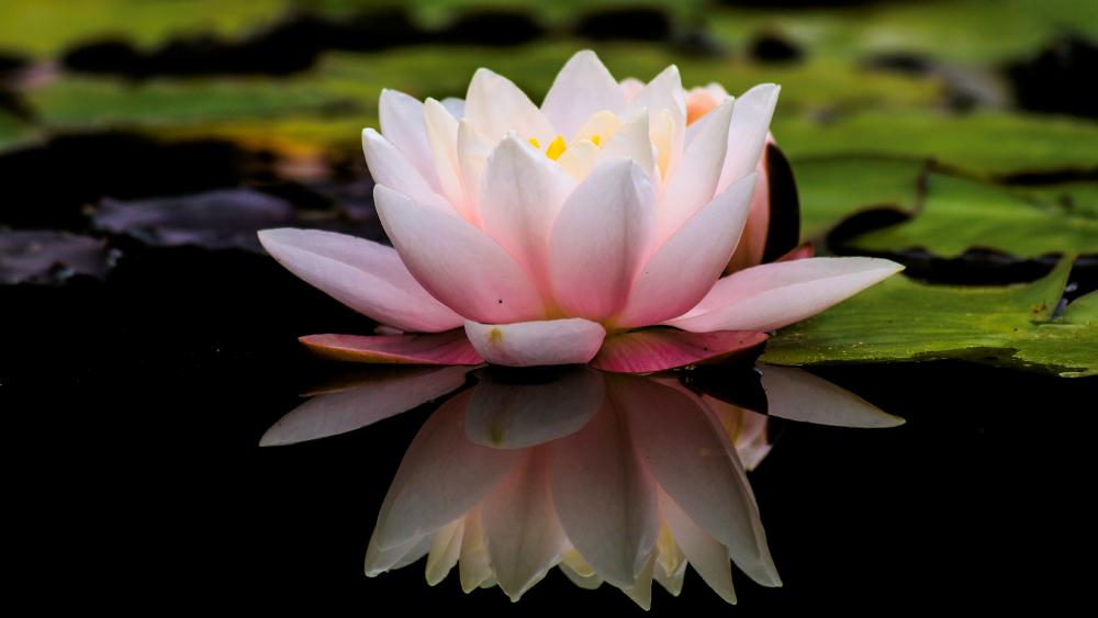 Water-lily flower reflection wallpaper