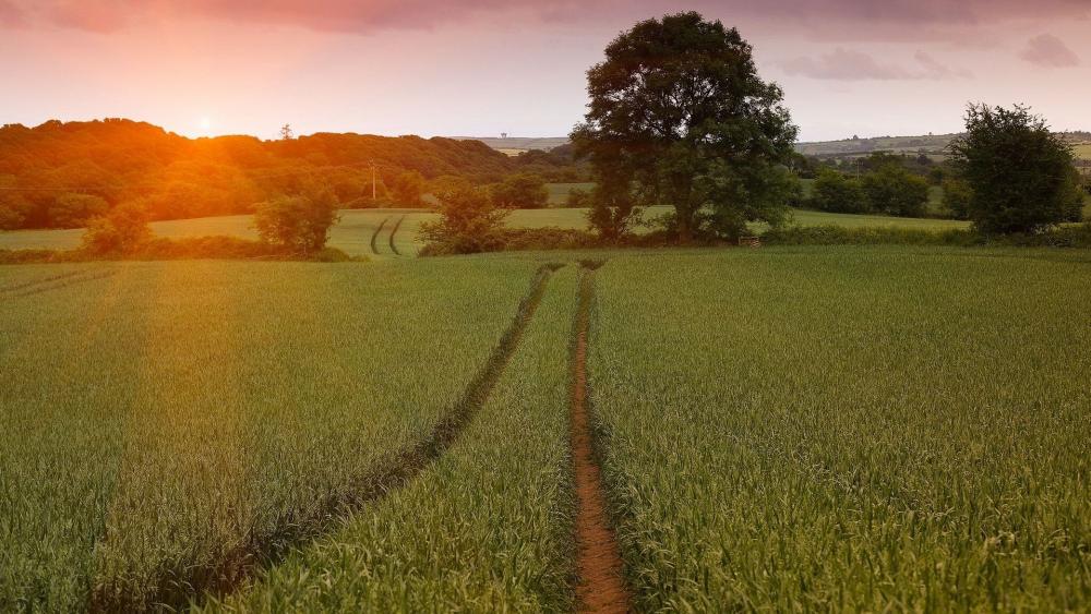 Serene Sunset Over a Tranquil Field wallpaper