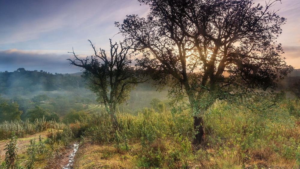 Tranquil Sunrise Among the Trees wallpaper