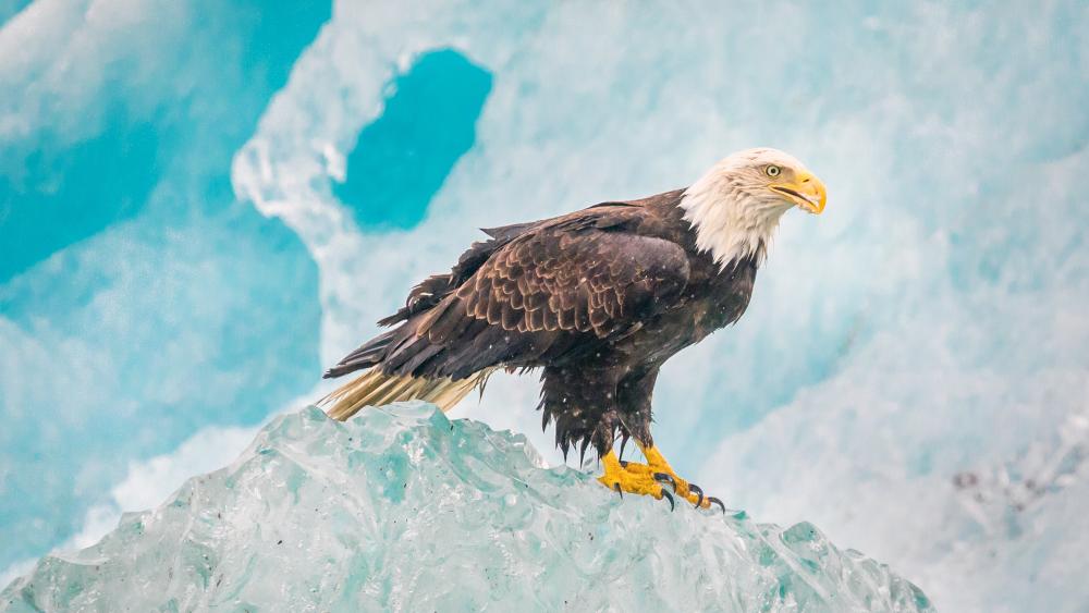 Bald eagle standing in ice wallpaper