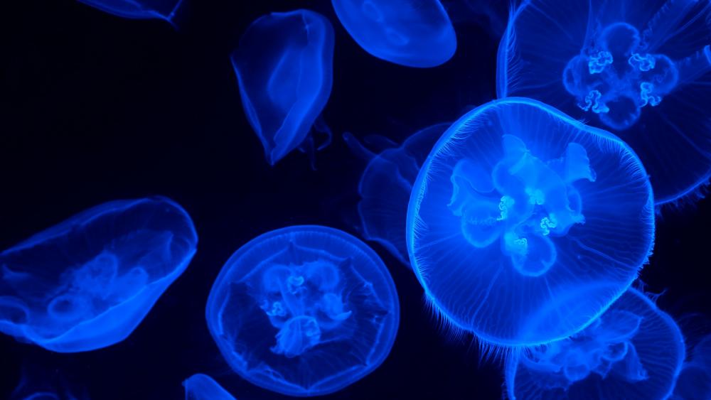 Blue jellyfishes wallpaper