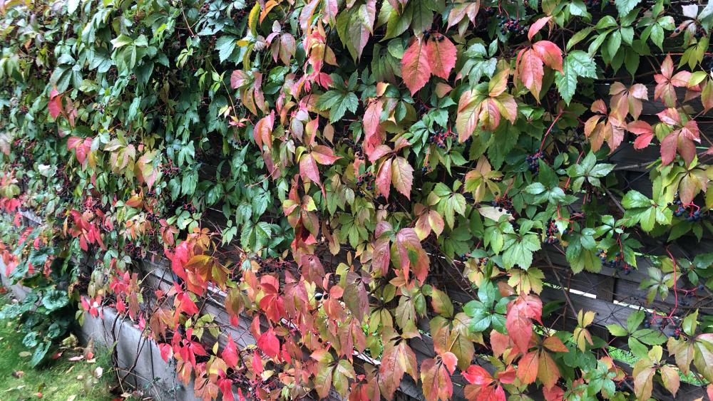 Boston ivy leaves on the fence wallpaper