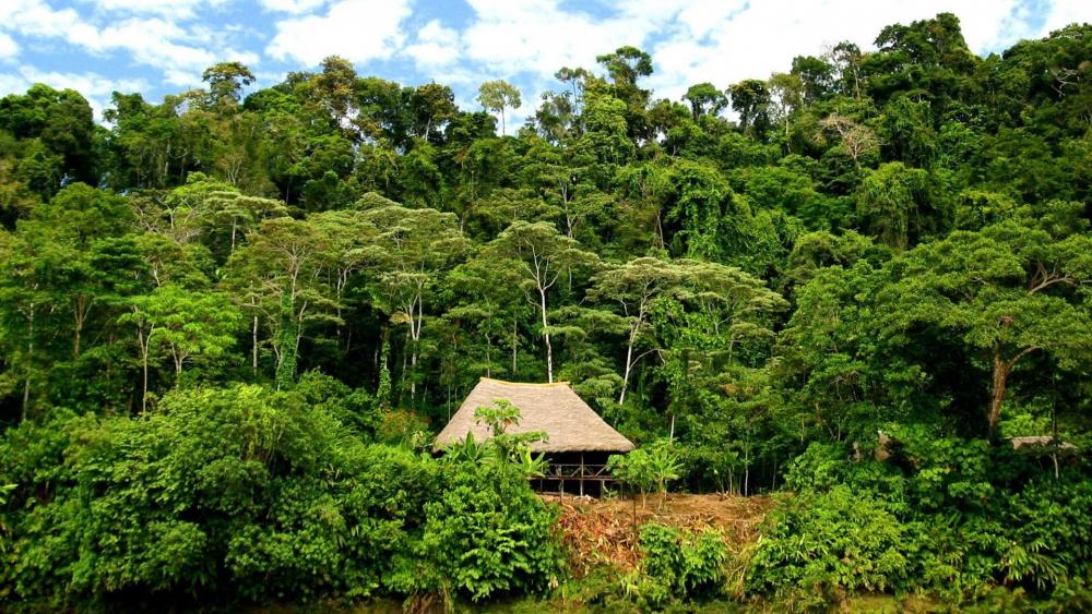 House in the rainforest wallpaper