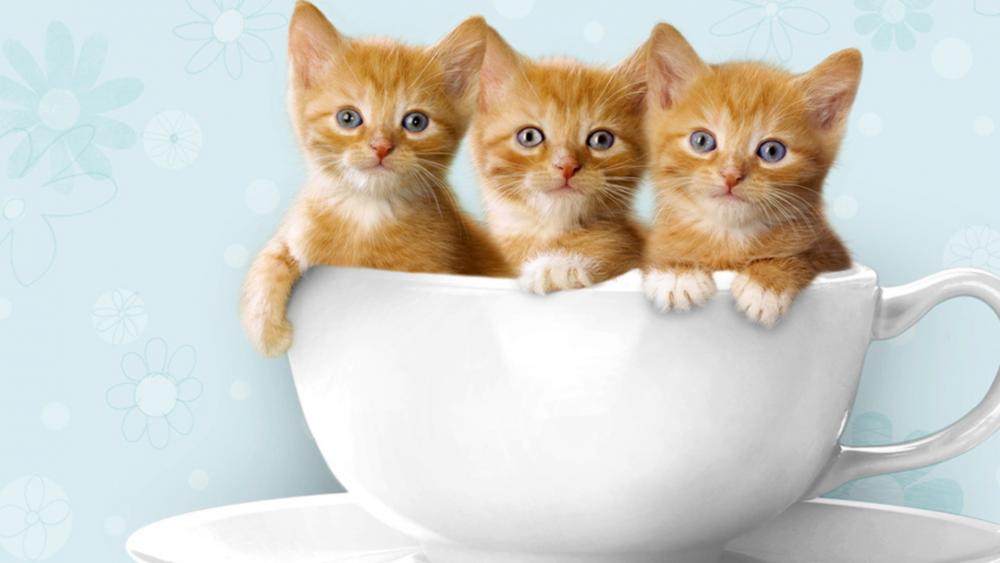 A cup of kitten wallpaper