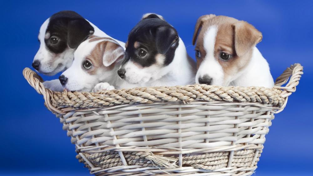 Jack Russell Terrier puppies wallpaper
