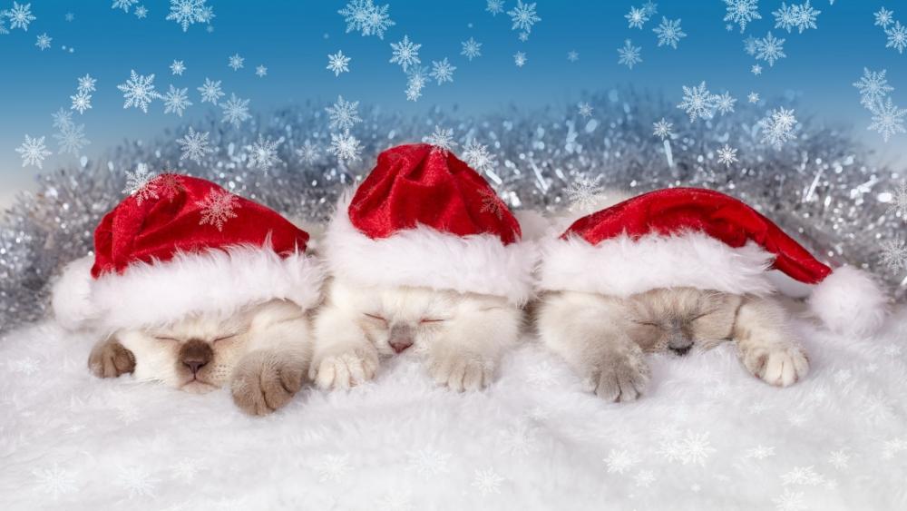 Santa Claus kittens wallpaper