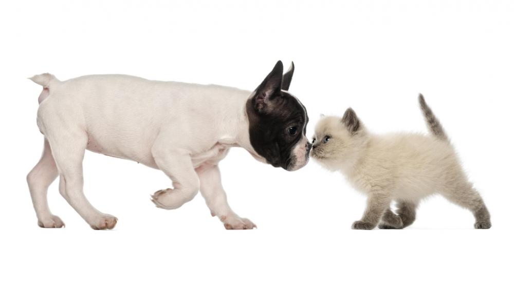 French bulldog puppy with a kitten wallpaper