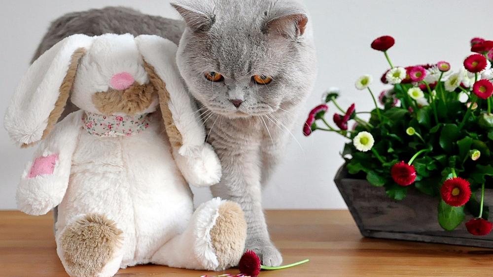 British Shorthair With A Bunny Pal wallpaper