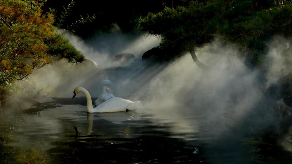 Swan artistic conception wallpaper