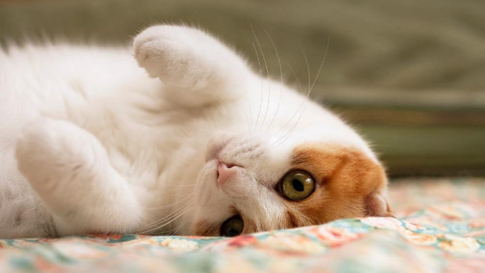 Charming Cat Relaxing on a Colorful Blanket wallpaper