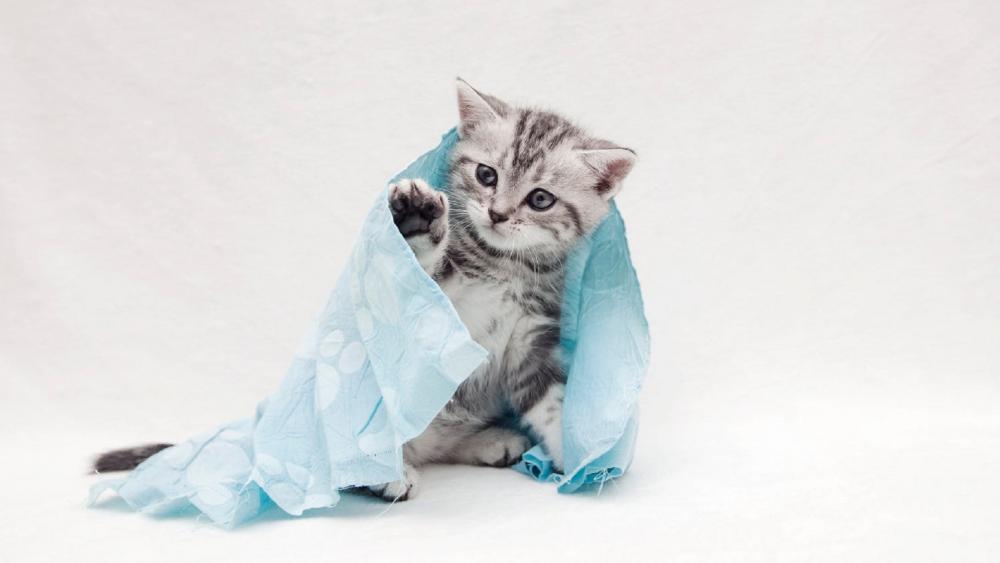 Playful Kitten Wrapped in Soft Fabric wallpaper