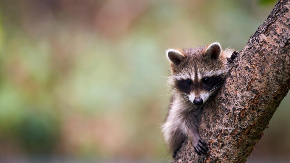 Raccoon cub wallpaper